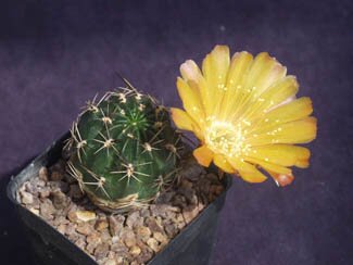 Lovibia pugionacantha v rossii