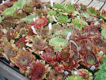 sempervivum