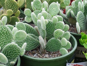 Opuntia 'Bunny Ears'
