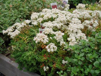 Sedum coral carpet