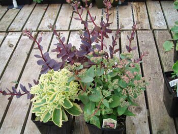 Sedum cultivars