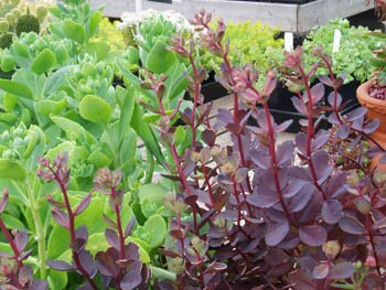 Sedum cultivars