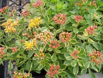 Sedum kamshaticum