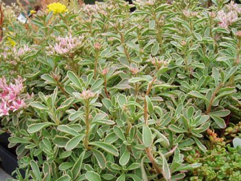 Sedum 'Tricolor'
